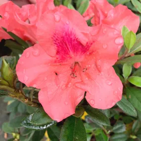 Autumn Coral® Encore® Azalea