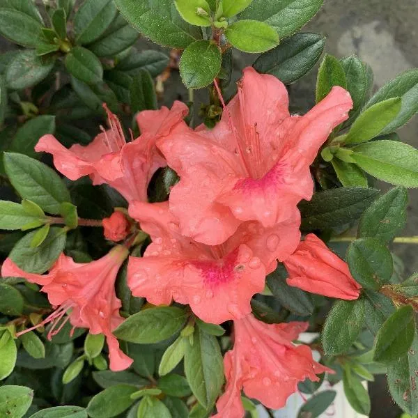 Autumn Coral® Encore® Azalea