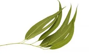 Eucalyptus Lemon Organic Essential Oil