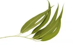 Eucalyptus Lemon Organic Essential Oil